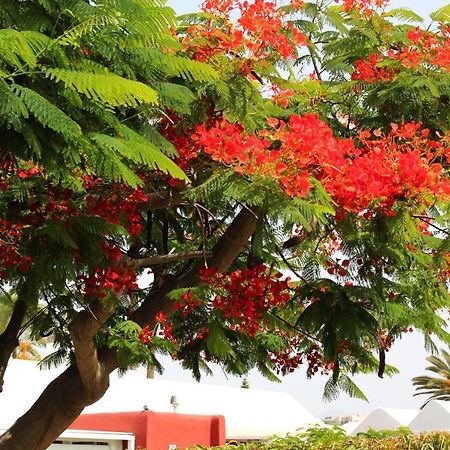 Albaricoques Vivac Bungalow San Bartolomé 外观 照片